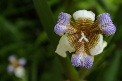 This iris, of some sort, is well suited to share the show with the Chihuly pieces below. 