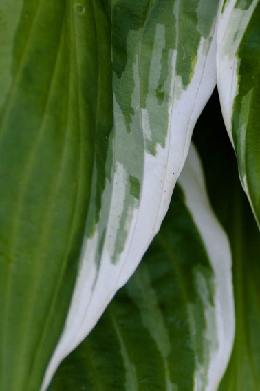 Hosta-0494