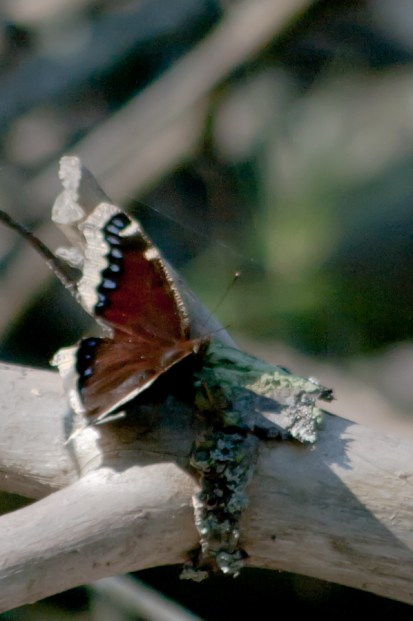 Mourning Cloak-1670