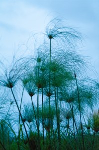 Paparus reeds abound in the Delta.