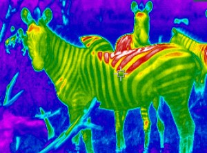 Zebra in IR