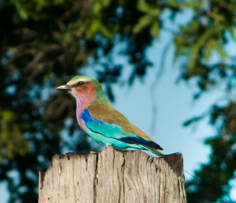 Lilac-breasted Roller