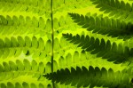 Fern-5227