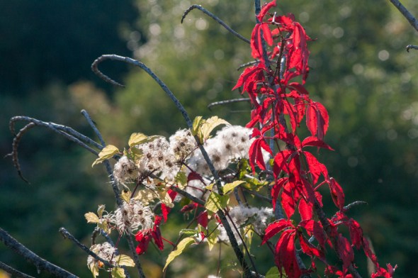 Virgin's Bower and Virginia Creeper