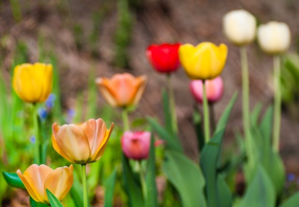 tulips-5562