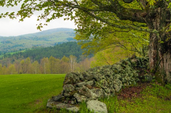 • A Peacham Hillside in Spring There are many magical times and places in Vermont, but few are as gorgeous as Peacham on a fine day in May. Add an old stone fence, a big maple and a hillside of spring green and it might be a great place to just spend forever.