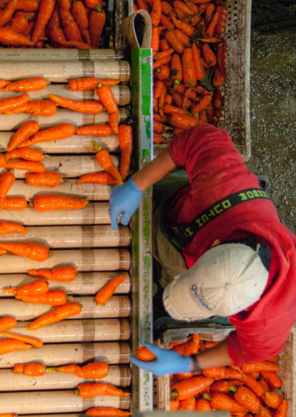 • Washing Carrots at Pete’s Greens Farm Farm work, from beginning to end, fascinates me. The forms and colors of this simple image of a woman washing carrots is compelling, not only as art, but also as documentation of what it takes for us to get good food into our lives—and that is not an easy job!