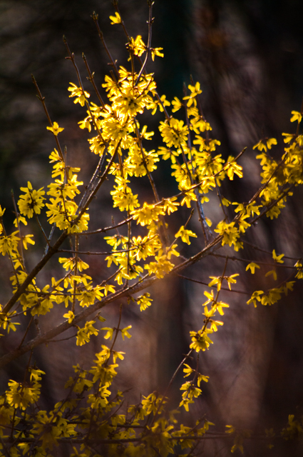 Forsythia-9599