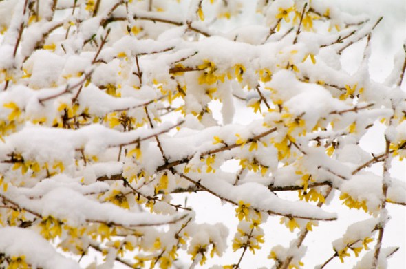 Forsythia-9606