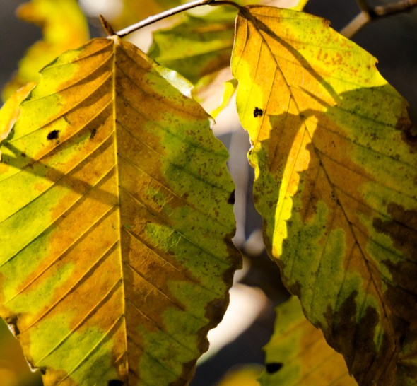 The transitions of life can hold an unusual beauty as these leaves of American Beech so clearly show.