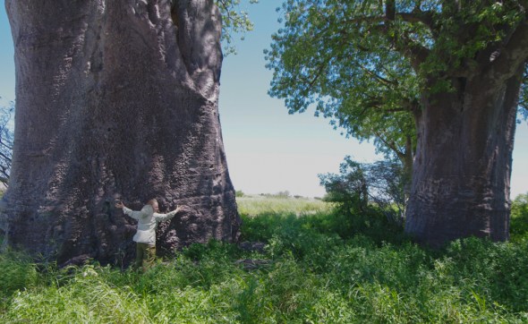 My friend Cindy hugs a 10,000 year old Baobab tree in Botswana. Where will President-elect Trump be in 10,000 years? 