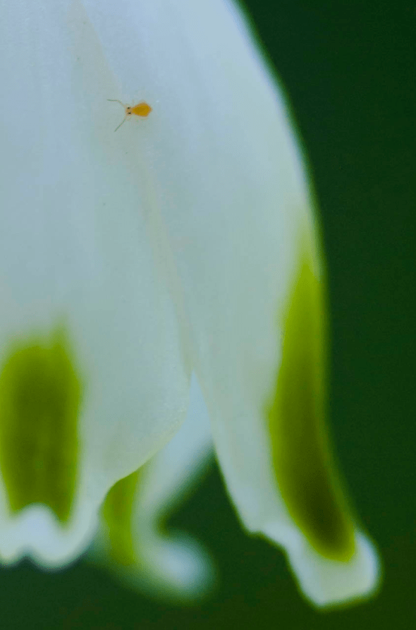 Screen Shot 2020-03-13 at 7.41.02 AM