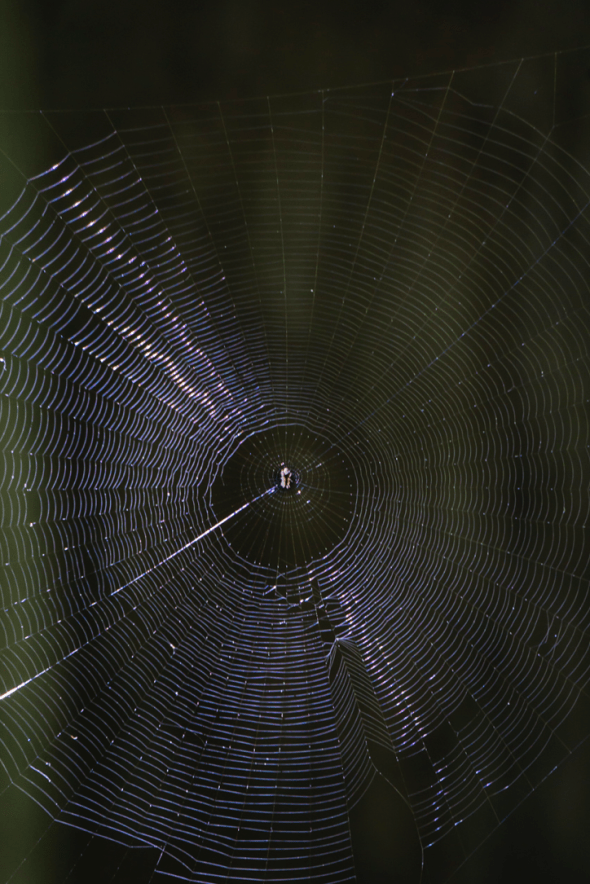 Screen Shot 2020-03-15 at 8.01.55 AM