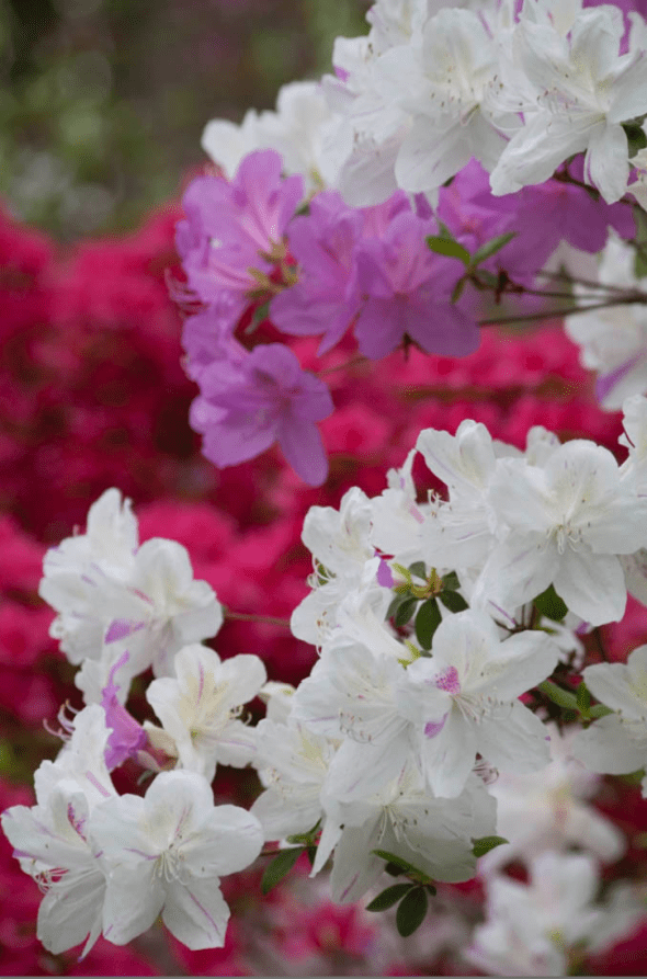 Screen Shot 2020-03-18 at 4.44.19 PM