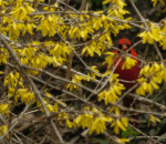 Screen Shot 2020-03-21 at 6.02.07&nbsp;PM