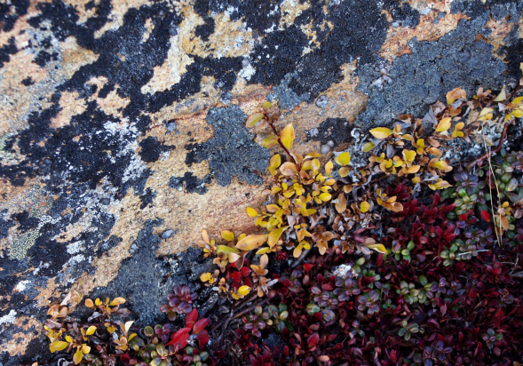 Screen Shot 2020-03-26 at 6.31.44 PM