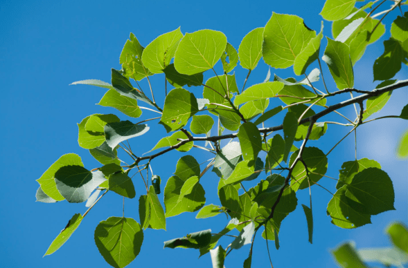 Screen Shot 2020-06-30 at 7.24.41 PM